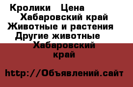 Кролики › Цена ­ 1 000 - Хабаровский край Животные и растения » Другие животные   . Хабаровский край